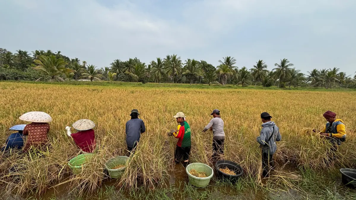 BERHASIL : Para petani kelompok tani di Desa Tinggiran II Luar, Kecamatan Tamban, Kabupaten Barito Kuala, Kalimantan Selatan terlihat semangat memanen padi hasil program CSR PT BGN.