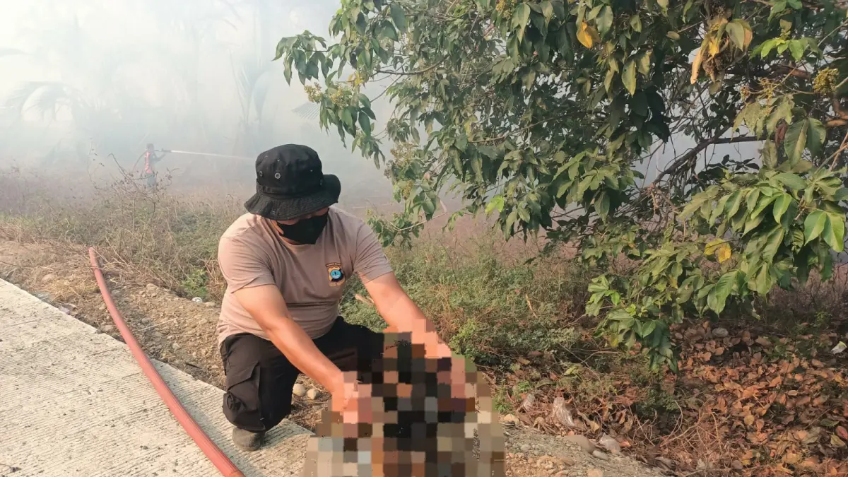 TERBAKAR: Bekantan ditemukan menjadi korban kebakaran hutan dan lahan di Kabupaten Hulu Sungai Selatan. (Foto: Istimewa)
