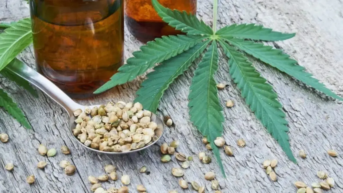 Ilustrasi ganja.(Foto: Harvard Edu)
