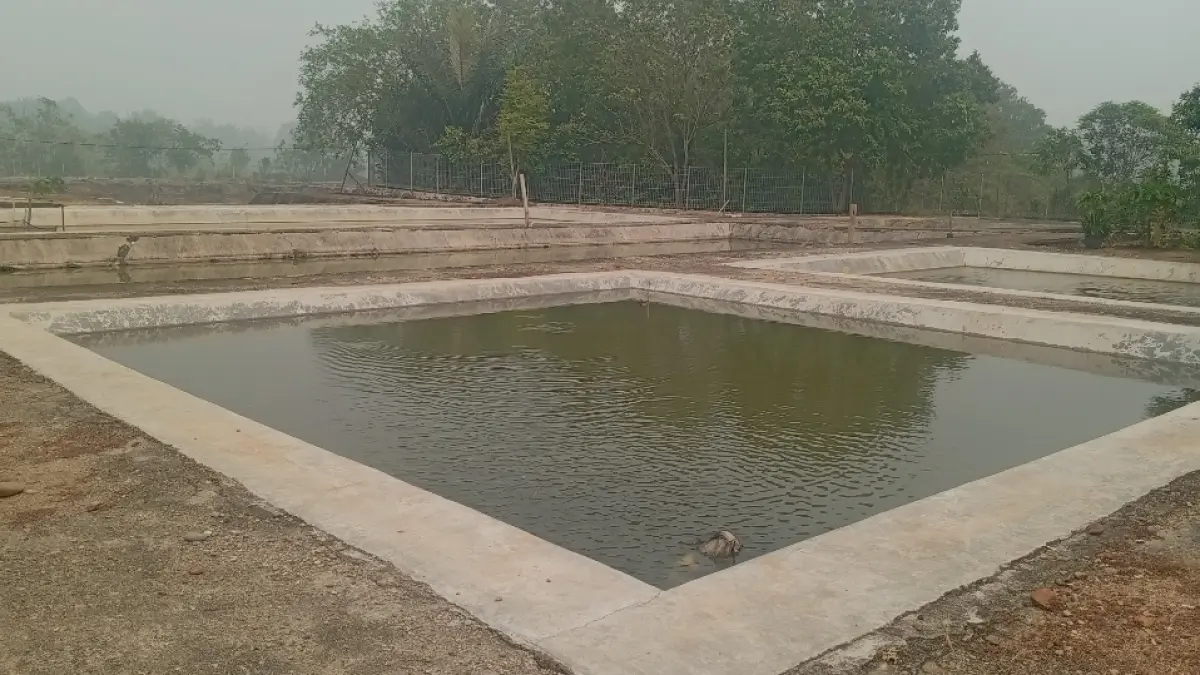 KOLAM: Kolam pembibitan ikan di bidang perikanan Distan PP HSS. (Foto: M Padil Ihsan/Radar Banjarmasin)