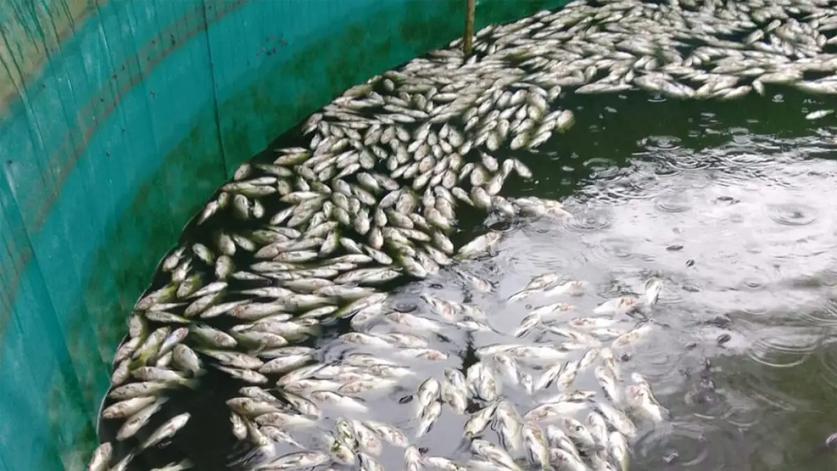 TERDAMPAK: Ribuan ikan mati di kolam milik pembudi daya di HST.