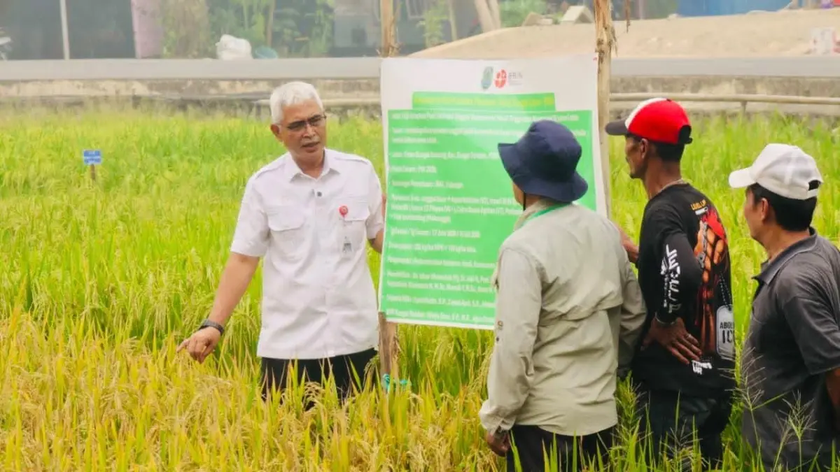 PADI UNGGUL: Wakil Bupati HSU, Hero Setiawan meninjau tanaman percobaan sembilan varietas padi di BPP Sungai Pandan.(Foto: Pemkab HSU)