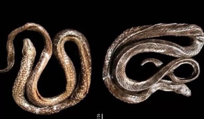 Gambar Hypsiscopus indonesiensis, spesies ular air jenis baru yang ditemukan oleh BRIN di Danau Towuti. (brin.go.id)