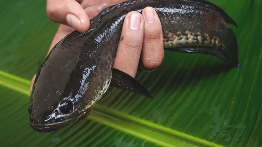 Ikan haruan atau gabus
