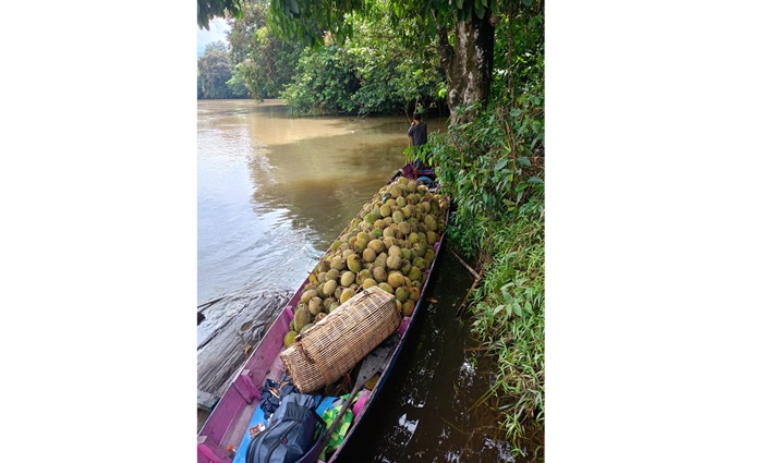 KESULITAN DISTRIBUSI: Hasil panen durian Lamandau harus diangkut melalui jalur sungai untuk dijual kembali. (ISTIMEWA/RADAR SAMPIT)