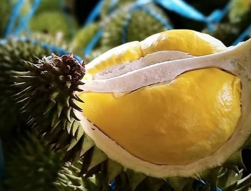 DUA RASA: Durian Mantuala punya dua citarasa, yakni pampakin dan durian. (FOTO: Nopi untuk Radar Banjarmasin.)