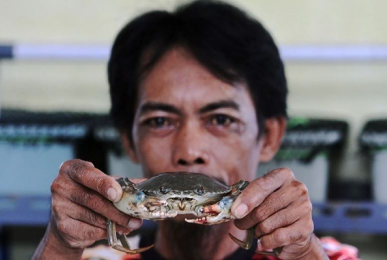 POTENSIAL: Pelaku budidaya kepiting soka memberikan perawatan pada bibit kepiting yang didapat dari nelayan di kawasan Greges, Surabaya, Jumat (26/1/2024). (ANDY SATRIA/RADAR SURABAYA)