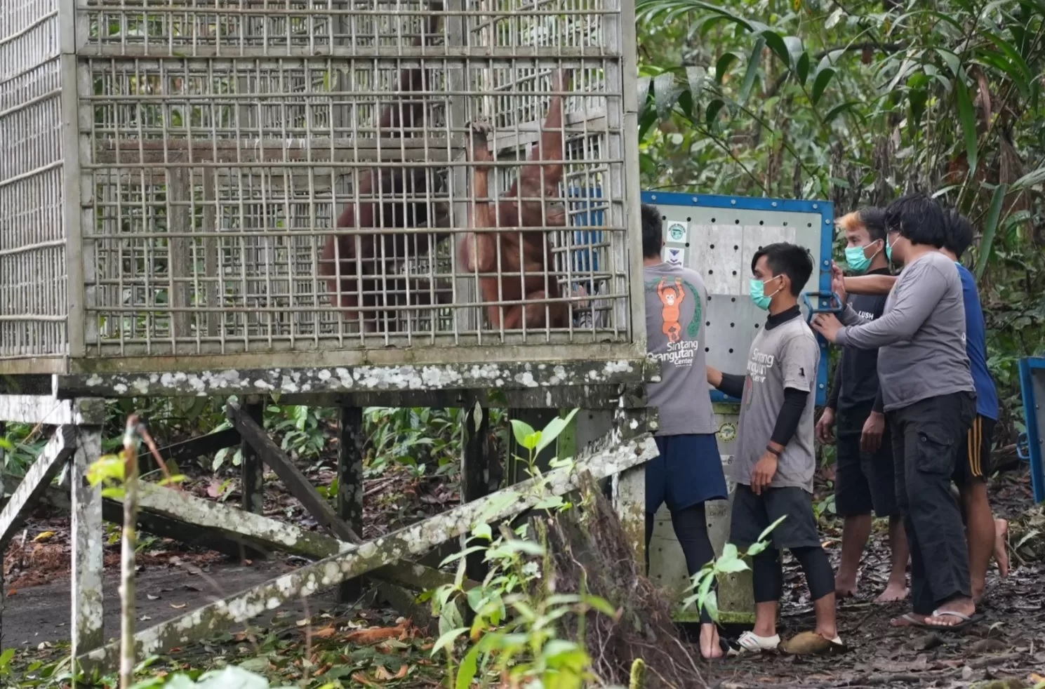 Aming dan Mona saat hendak diambil dari pusat rehabilitasi. (BBTNBKDS)