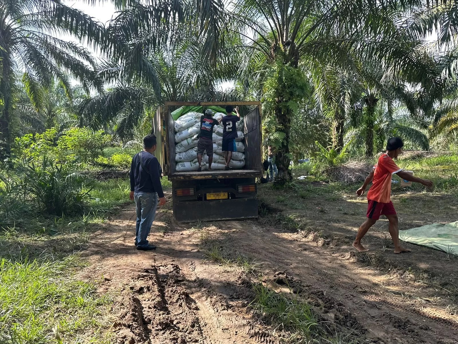 SELEWENGKAN PUPUK: Dua unit mobil truk yang diduga melakukan penyelewengan pupuk non-subsidi di Desa Jelimpo, Kamis (25/1). (HUMAS POLRES FOR PONTIANAK POST)