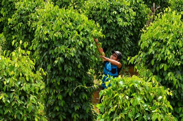 ilustrasi tanaman lada