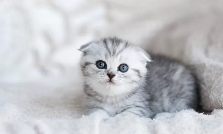 Bayi kucing sehat dan menggemaskan/image by freepic.diller