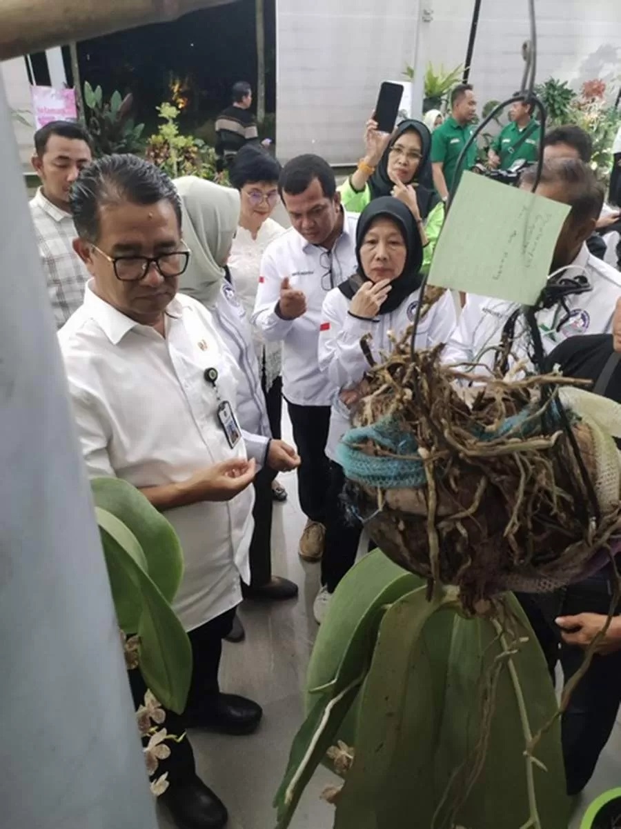 JADI PERHATIAN: Pj Gubernur Kaltim Akmal Malik didampingi Surya Sili saat melihat salah satu anggrek langka asli Kaltim yang dirawat anggota DPD PAI Kaltim. RENDY FAUZAN/KP (RENDY FAUZAN/KP)