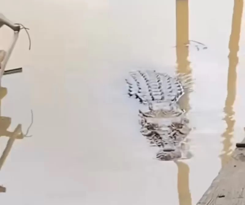 MENGANCAM: Seekor buaya besar muncul di permukiman warga di Kelurahan Batulicin, Ahad (4/2). Buaya ini berasal dari daerah aliran sungai (DAS) Batulicin.