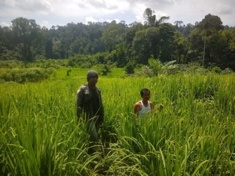 PERSAWAHAN KRAYAN: Dorong peningkatan beras organik, DKPP Nunukan terus memberikan pemberian pupuk organic cair bagi petani di Krayan.