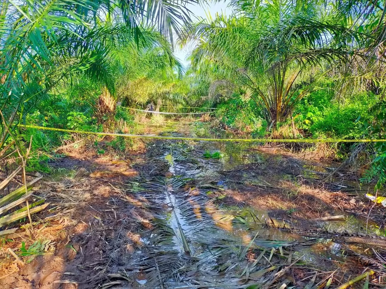 LOKASI PENEMUAN: Lokasi penemuan jenazah yang ditemukan meninggal di kebun sawit Dusun Tanah Kuning, Desa Ambawang, Kecamatan Kubu, baru-baru ini. (ISTIMEWA)