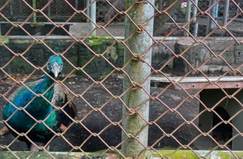 KANDANG BERKARAT: Beginilah kondisi Kebun Binatang Mini (KBM) Jahri Saleh. Kandang satwanya kotor dan berkarat, air mancurnya sudah lama mati.