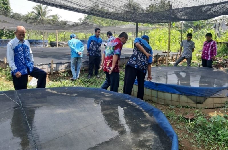 KOLAM: Budi daya anak iwak papuyu di kolam milik lutfi Ilham.