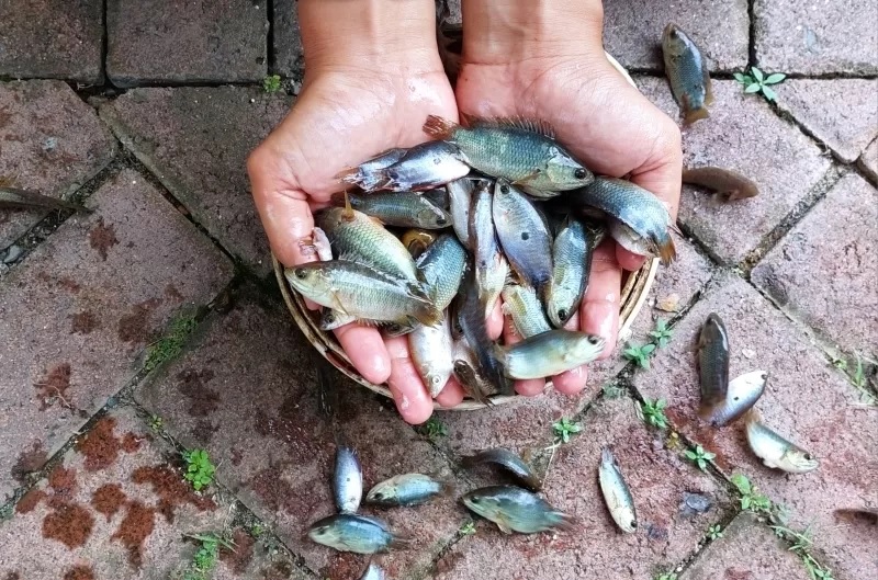 ANAK IWAK: Jenis anak ikan yang marak dijual di pasar yakni sepat dan papuyu.