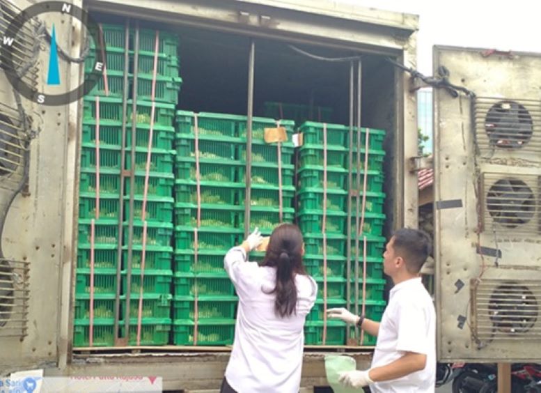 PENGAWASAN: Dokter Hewan dari Dinas Pertanian Kabupaten Kotawaringin Barat saat melakukan pemeriksaan anak ayam yang akan dikirim ke pulau Jawa. (drh Sofyan/Radar Sampit)