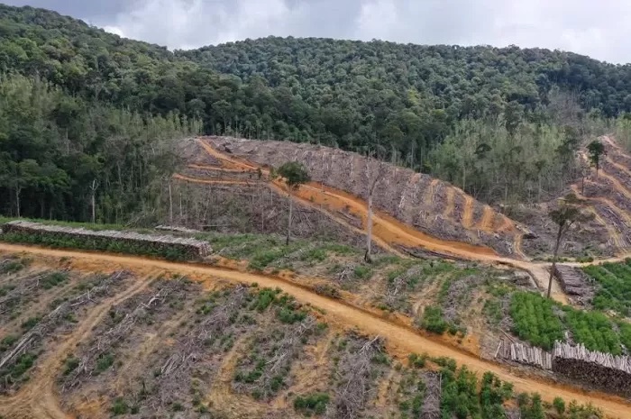 PEMBUKAAN HUTAN: Kondisi bukaan hutan yang di area konsesi PT Mayawana Persada di Kabupaten Ketapang dan Kayong Utara. Pembukaan hutan tersebut diduga memicu deforestasi dan kerusakan ekologis. WALHI