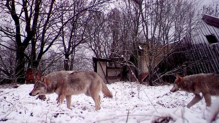 Serigala berjalan di Zona Eksklusi Chernobyl (CEZ). (Sumber Foto: (Reuters))