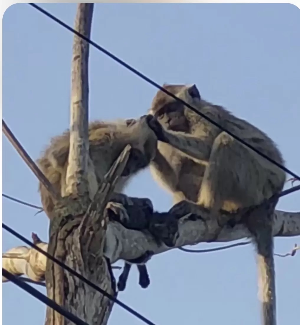 Dua monyet liar membawa anak kucing sampai ke atas pohon, Jumat (16/2)