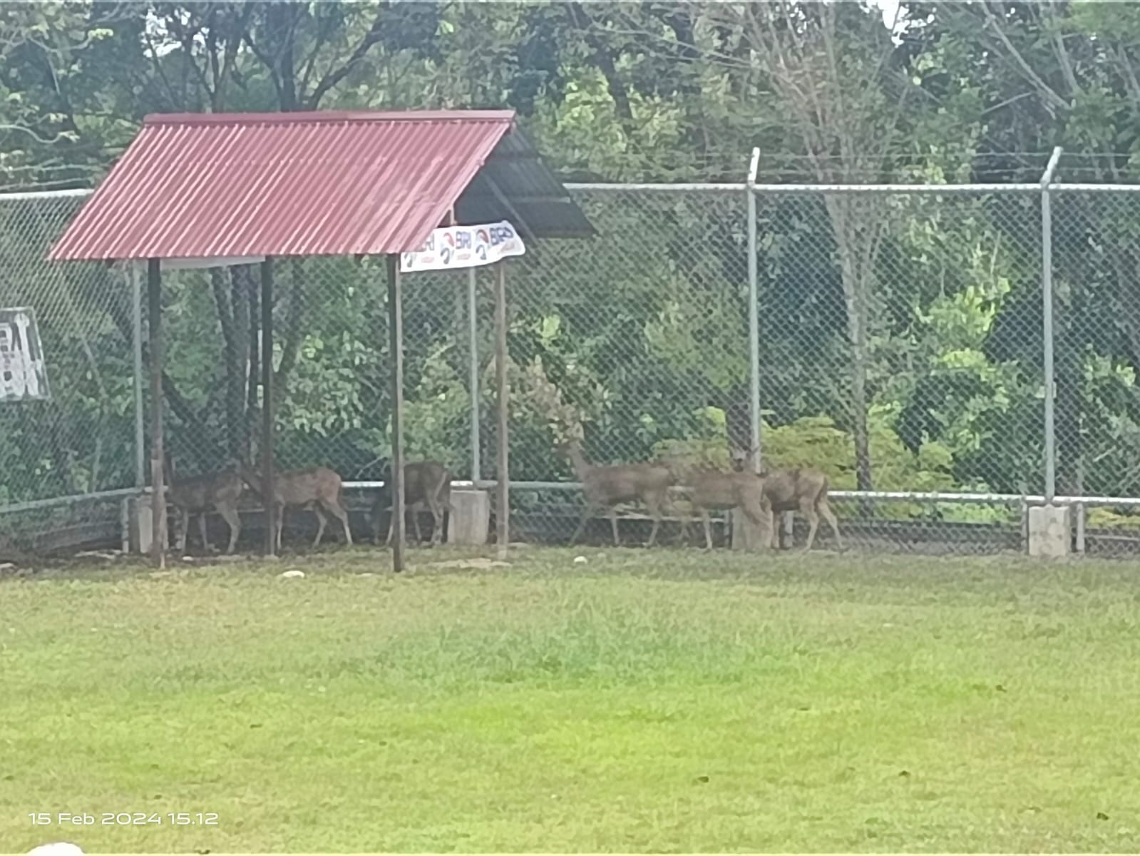 RUSA SAMBAR: Enam ekor rusa sambar secara resmi telah mengisi kandang penangkaran yang dibangun di belakang kantor bupati PPU.(ari/kp)