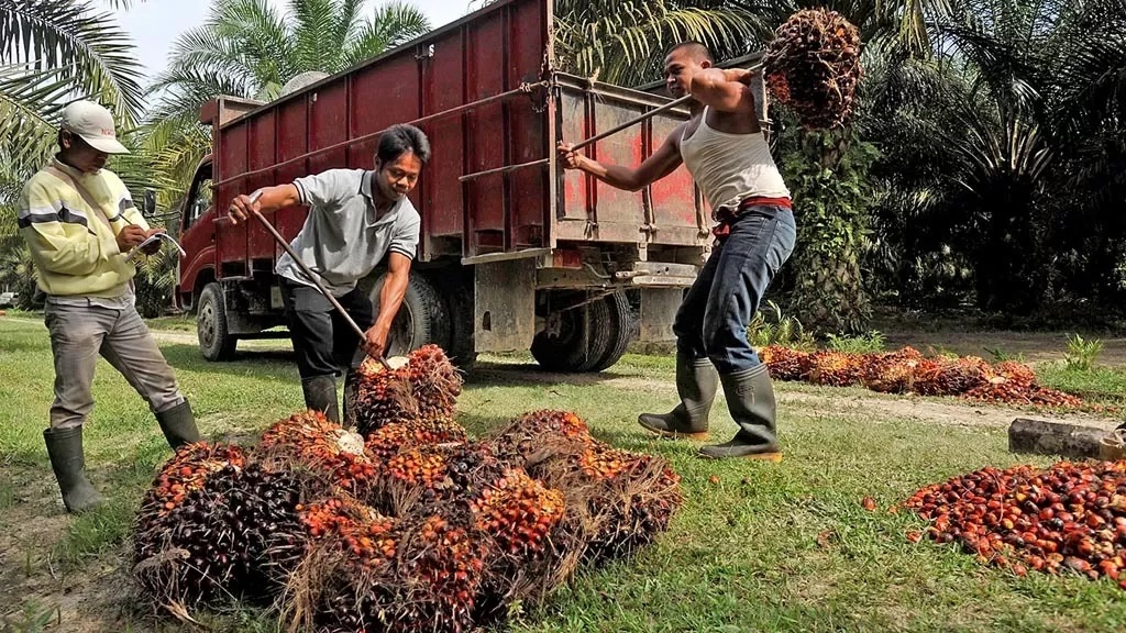 Harga tandan buah segar kelapa sawit di Kaltim mengalami peningkatan harga.