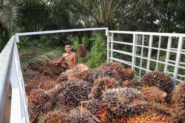 Ilustrasi kelapa sawit.