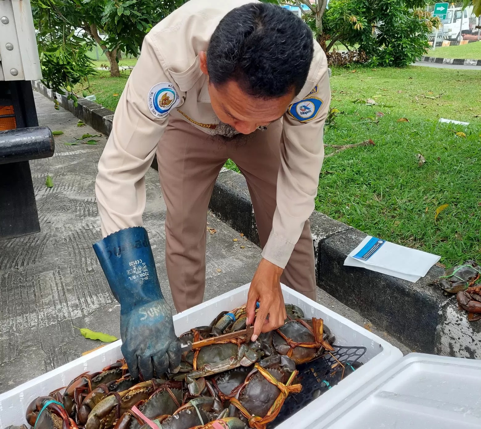 18.107 ekor kepiting bakau hidup dari Kalimantan Timur (Kaltim) seberat 9,3 ton diekspor ke ke Tiongkok, Singapura, serta Malaysia.
