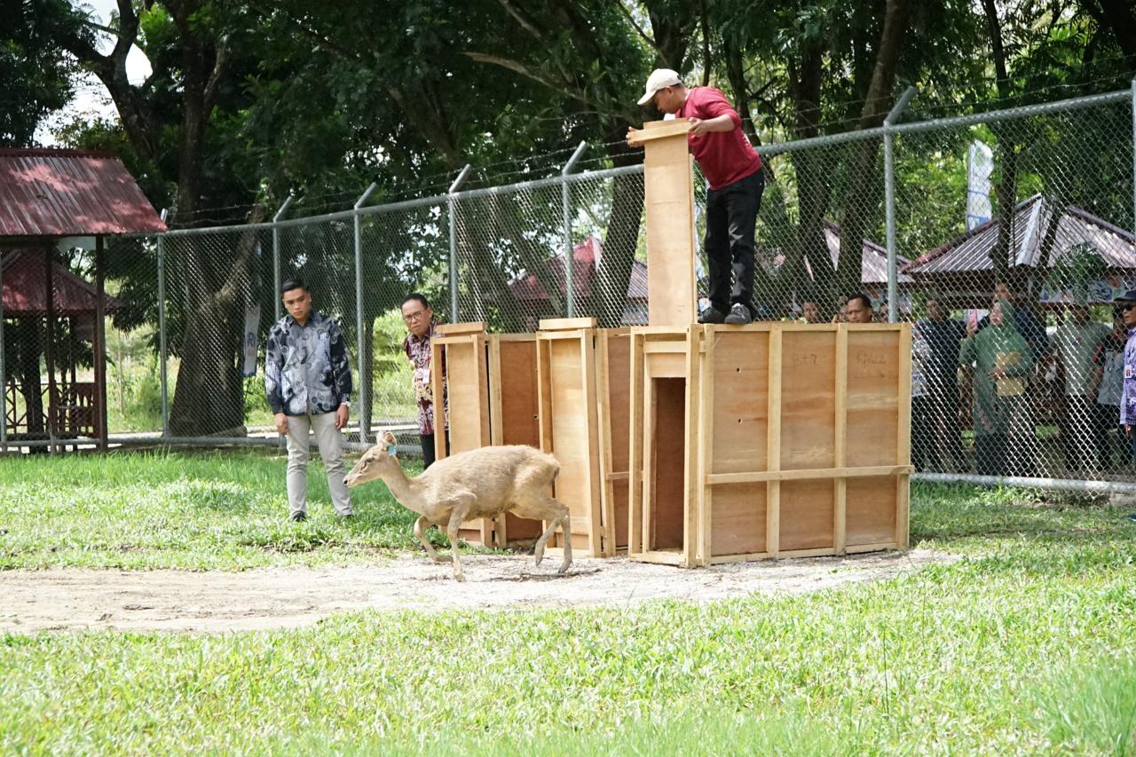 PELEPASAN: Pj Bupati PPU Makmur Marbun menyaksikan pelepasan salah satu rusa sambar di belakang Kantor Bupati PPU belum lama ini.