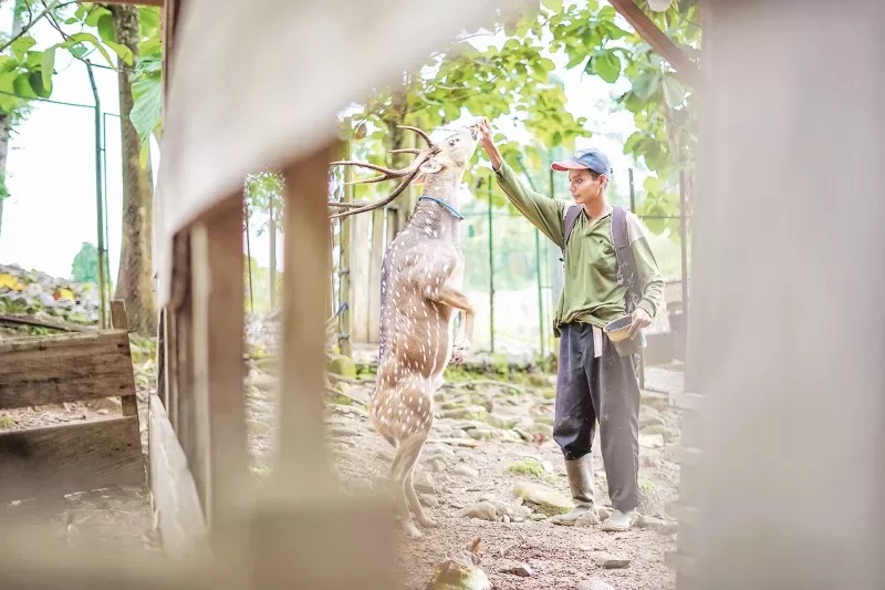 BERMAIN: Penjaga hutan meranti sedang bermain dengan rusa yang juga bisa dilakukan pengunjung. (Foto: Supian Disparpora Kotabaru untuk Radar Banjarmasin)