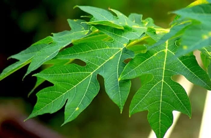 Daun pepaya (GreenDNA)