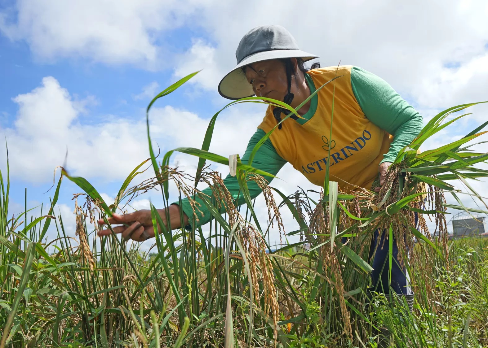 Petani memanen padi di area persawahan Jalan Arteri Supadio, Kubu Raya. Tinggi harga beras di pasaran diharapkan menjadi berkah petani saat musim panen. (HARYADI/PONTIANAKPOST)