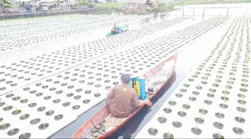 KONSEP BARU: Dinas Pertanian Kabupaten Hulu Sungai Utara mengenalkan konsep padi apung pada petani di Kabupaten HSU. (Foto: M.Akbar/Radar Banjarmasin)