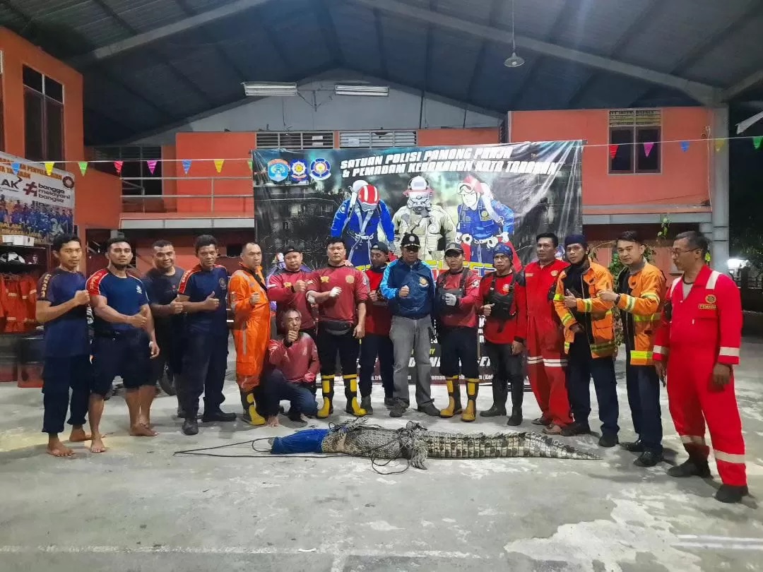 DIEVAKUASI: Seekor buaya dewasa diamankan petugas Satpol PP-PMK Tarakan dari Kelurahan Karang Harapan, Tarakan Barat, Minggu (3/3). FOTO: DOK SATPOL PP-PMK TARAKAN