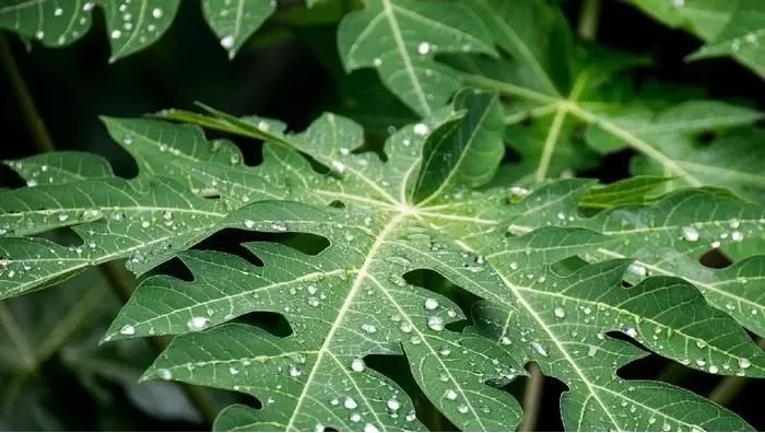 Manfaat daun pepaya. (Unair.ac.id)