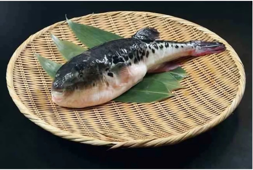 Racunnya Lebih Mematikan dari Sianida, Inilah Fakta Ikan Buntal yang Tewaskan Tiga Orang di Maluku. Alodokter.com