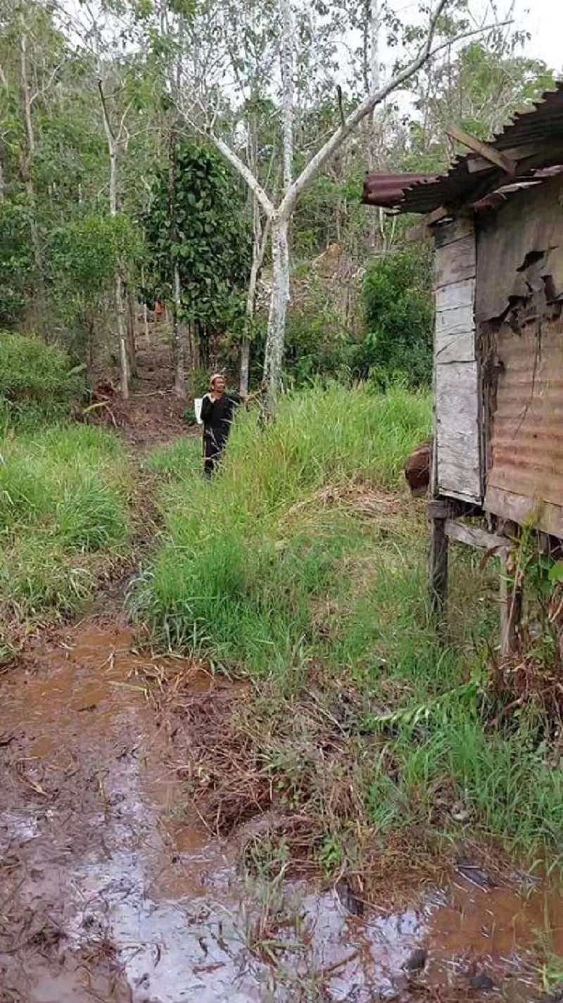 PENCEMARAN: Tampak kebun milik warga yang diduga tercemar limbah perusahaan.