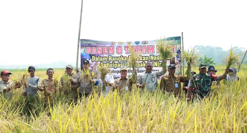 POTENSI: Pertanian konsep rawa lebak di Amuntai Kabupaten Hulu Sungai Utara, salah satu kekuatan pertanian saat kemarau melanda. (Foto: M Akbar)