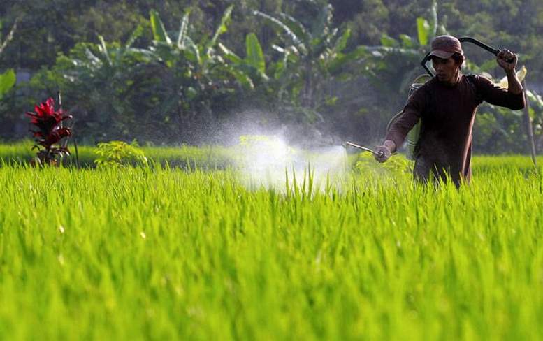 ilustrasi petani di sawah.