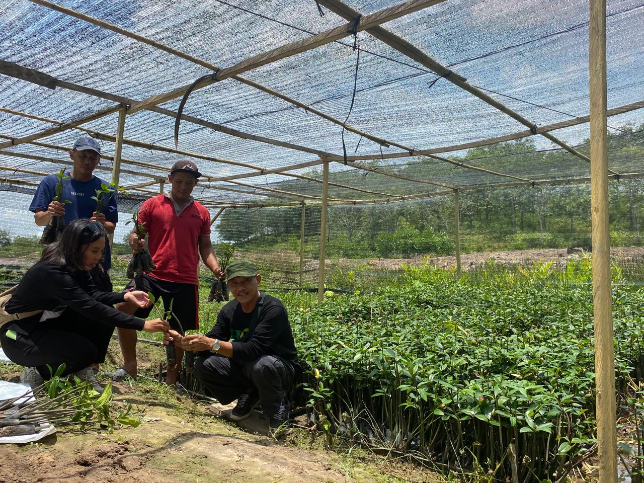 KSO Hutama-Adhi-Abipraya menggandeng Pokdakan Berkah Alam Lestari dalam penyediaan bibit mangrove untuk keperluan revitalisasi kawasan mangrove terdampak pembangunan Tol IKN Segmen 3A.