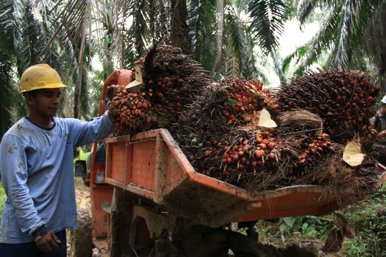MENINGKAT: Kenaikan harga crude palm oil secara otomatis memicu kenaikan harga tandan buah segar kelapa sawit.