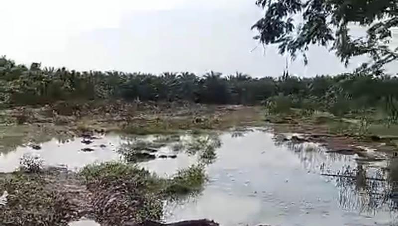 PERTANIAN : Pembuatan tanggul secara sepihak kanal (terusan) Sungai Kakap oleh pengusahan mengakibatkan lahan warga kebanjiran. (ISTIMEWA/RADAR PANGKALAN BUN)