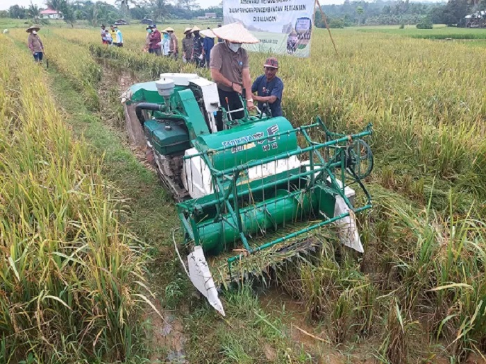 Kelompok tani di Bulungan memanen padi. Sementara, pemerintah mendorong peningkatan produksi.