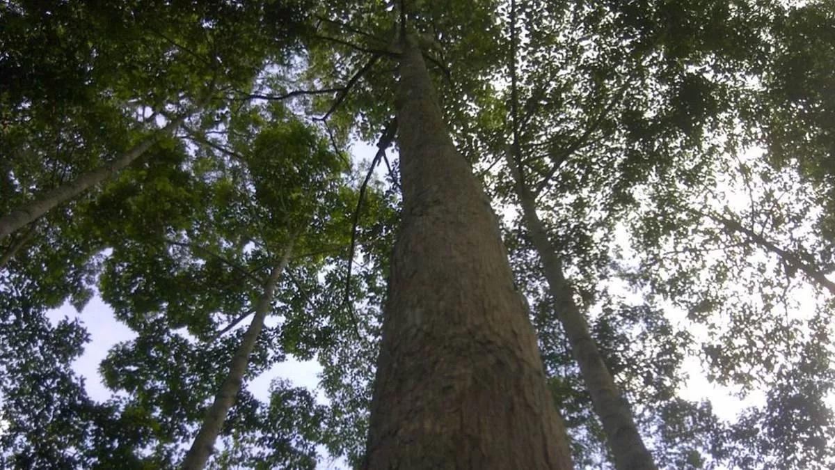 KUAT DAN TAHAN LAMA: Kayu ulin merupakan salah satu bahan bangunan unggulan yang digunakan dalam proses konstruksi rumah. Kayu ulin juga dapat dimanfaatkan sebagai material pembuatan furnitur