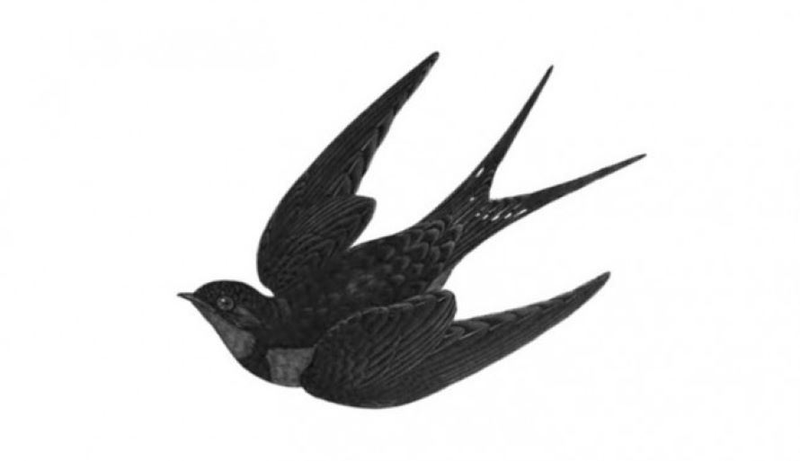 ilustrasi burung walet