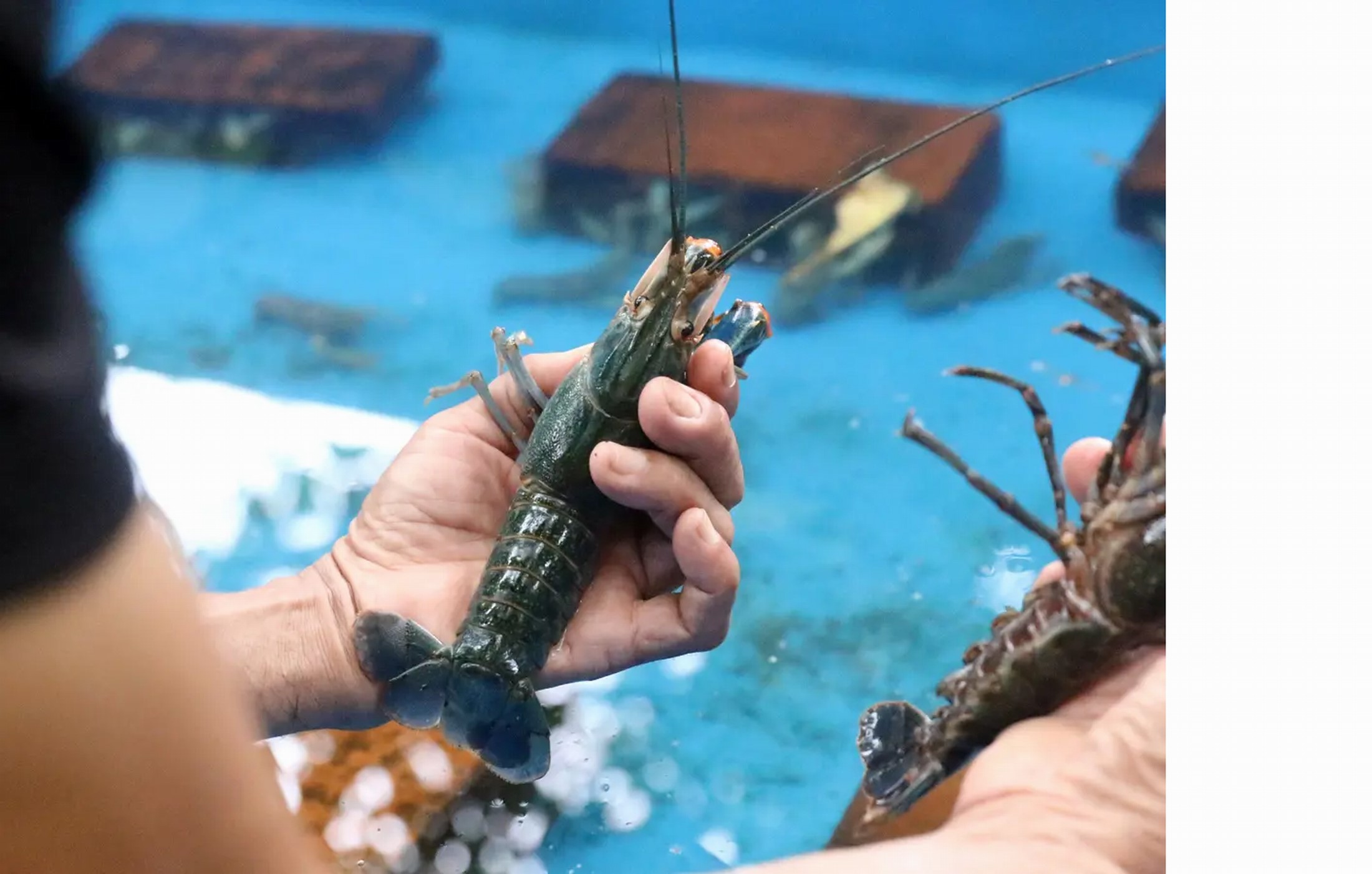 KERJA SAMA BILATERAL: Pemerintah membuka pintu investasi budi daya lobster oleh pelaku usaha Vietnam di Indonesia.&nbsp; Akselerasi Kerja Sama Lobster deng