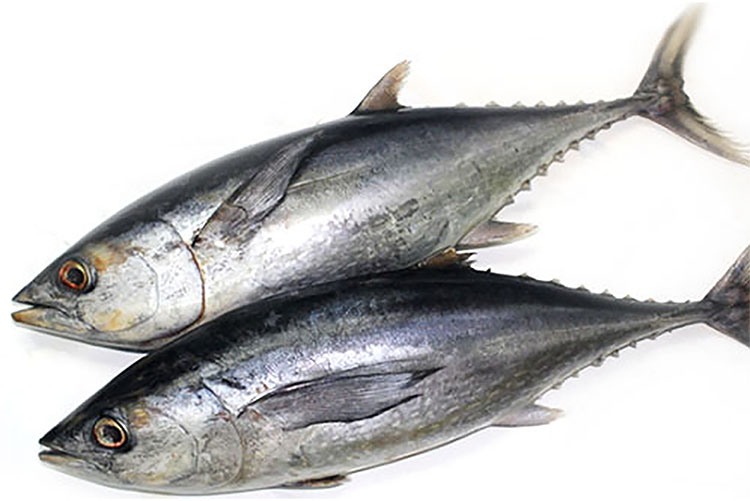 ikan tongkol,salah satu ikan yang banyak mengandung Omega-3.