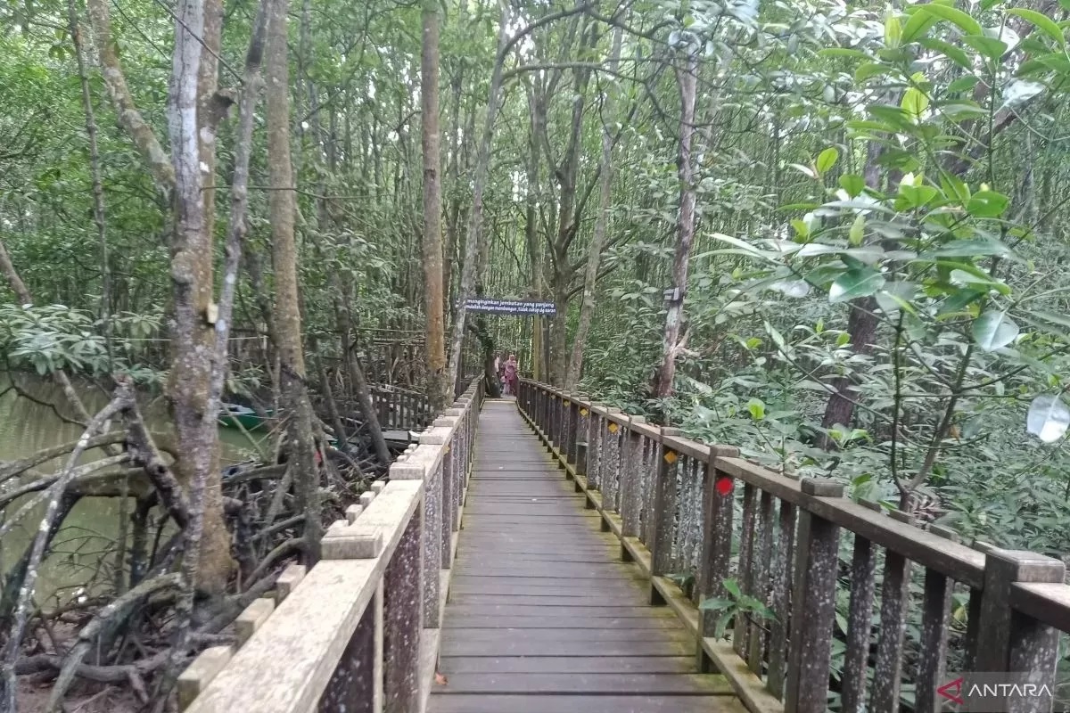 HIJAU:Hutan bakau (mangrove) salah satu wisata yang ada di wilayah IKN Nusantara di Kecamatan Sepaku, Kabupaten PPU Kaltim.(ANTARA)